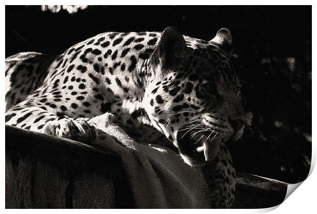 Jaguar Print by Paul Austen