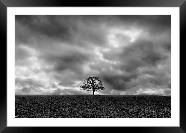 Lonely Tree Framed Mounted Print by Matt Cottam