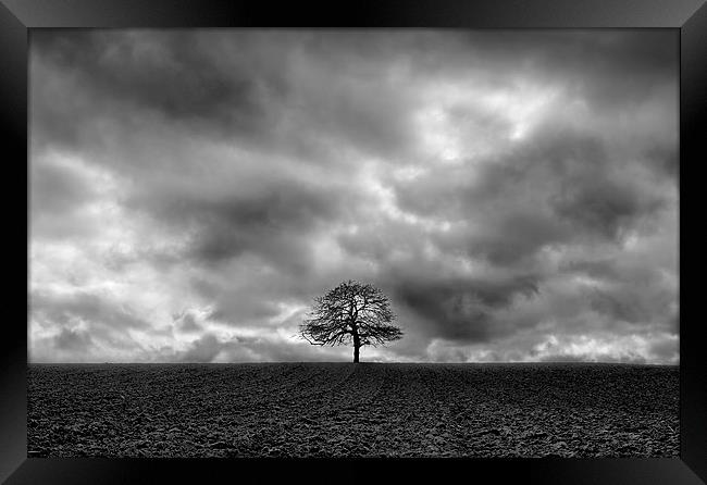 Lonely Tree Framed Print by Matt Cottam