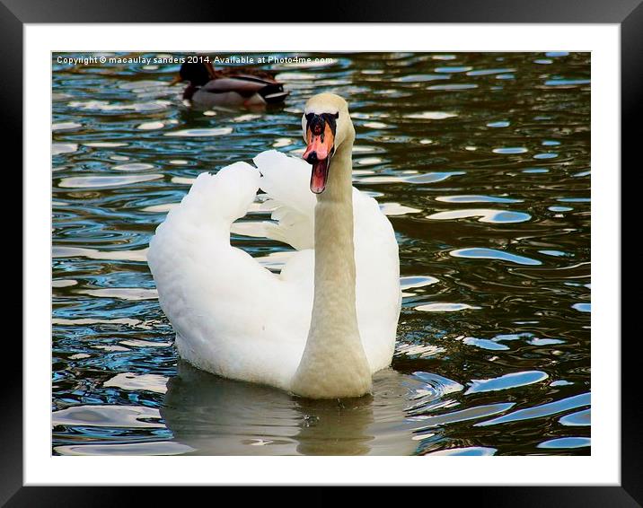 Open wide Framed Mounted Print by macaulay sanders