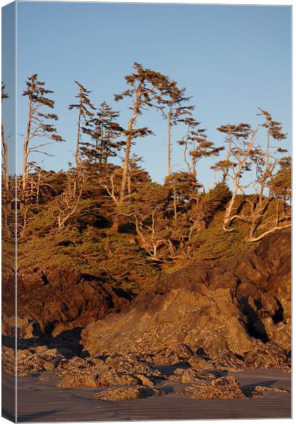 Forest Meets the Beach Canvas Print by Carolyn Eaton