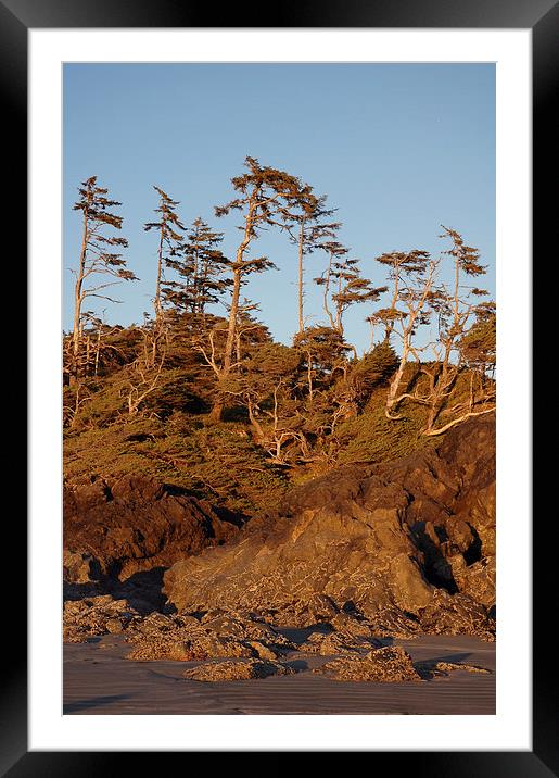 Forest Meets the Beach Framed Mounted Print by Carolyn Eaton