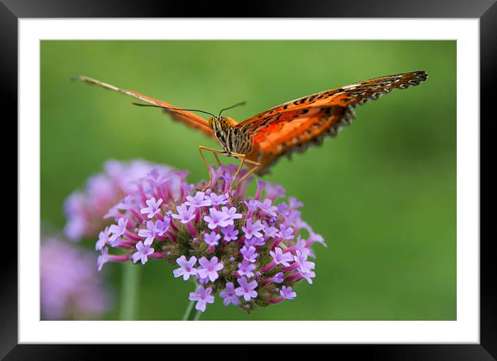 Monarch Butterfly on purple flower Framed Mounted Print by Susan Sanger