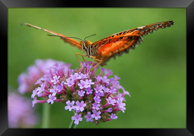 Monarch Butterfly on purple flower Framed Print by Susan Sanger