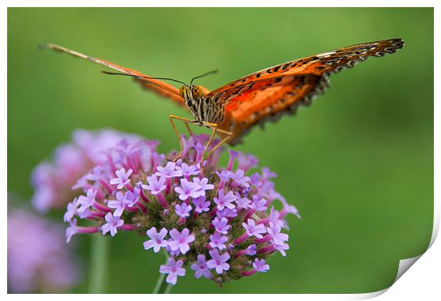 Monarch Butterfly on purple flower Print by Susan Sanger