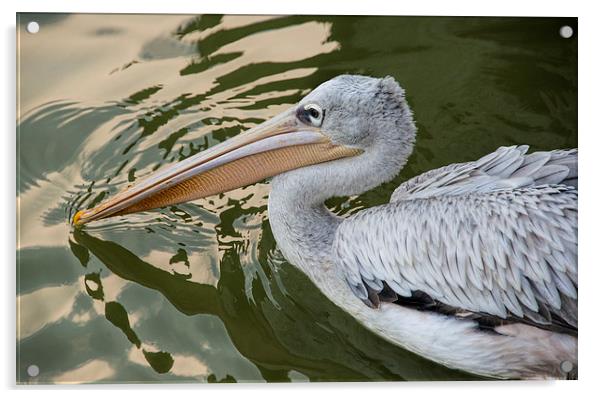 pelican Acrylic by Susan Sanger