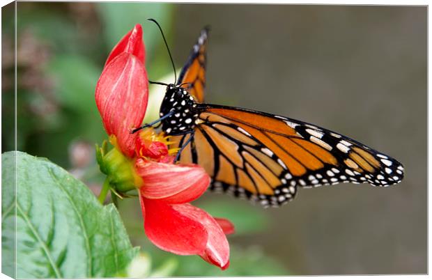 Monarch Butterfly on red flower Canvas Print by Susan Sanger