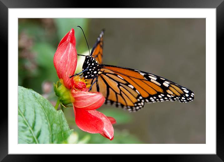 Monarch Butterfly on red flower Framed Mounted Print by Susan Sanger