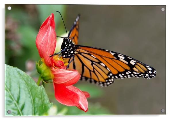 Monarch Butterfly on red flower Acrylic by Susan Sanger
