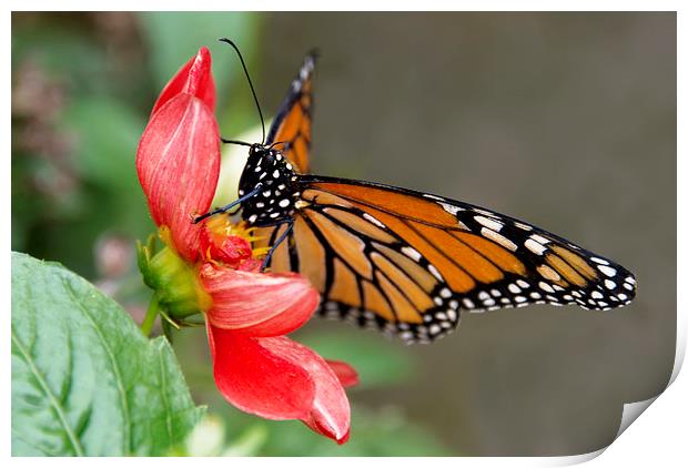 Monarch Butterfly on red flower Print by Susan Sanger