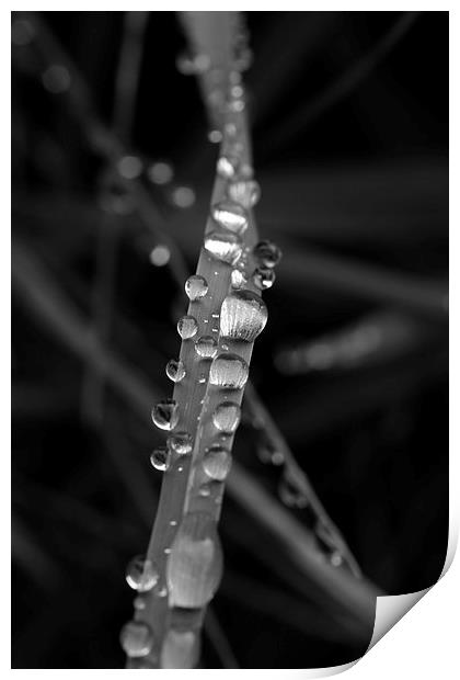 Silver Raindrops Print by Karen Oliver