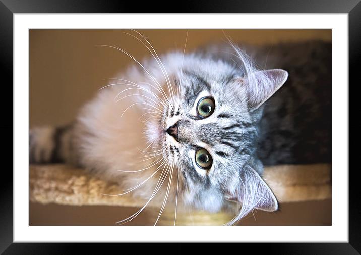 Grey and white tabby RagaMuffin kitten Framed Mounted Print by Susan Sanger