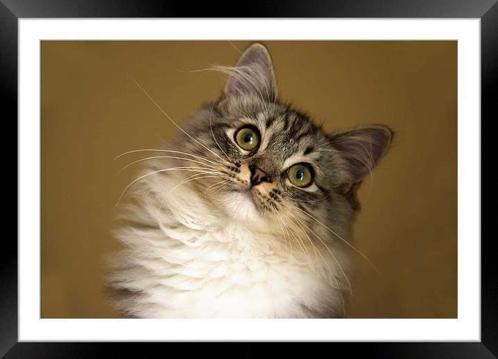 RagaMuffin Kitten Framed Mounted Print by Susan Sanger