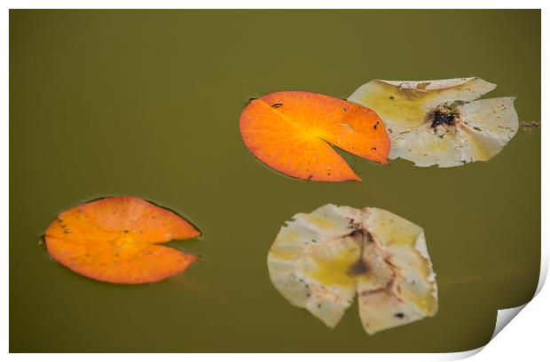 Lily Pads Print by Susan Sanger