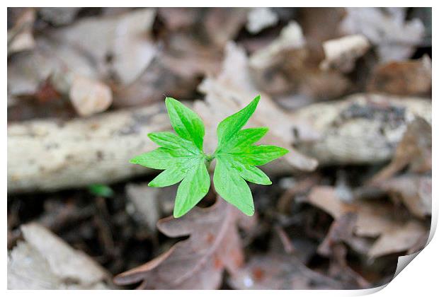 Pop! Out of the Mulch Print by Karen Oliver