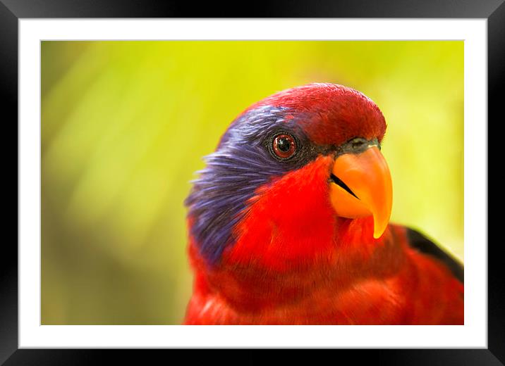 Chattering Lory Framed Mounted Print by Susan Sanger