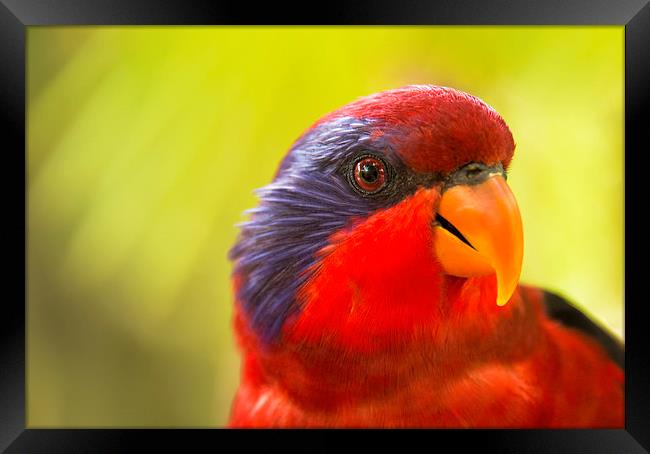 Chattering Lory Framed Print by Susan Sanger