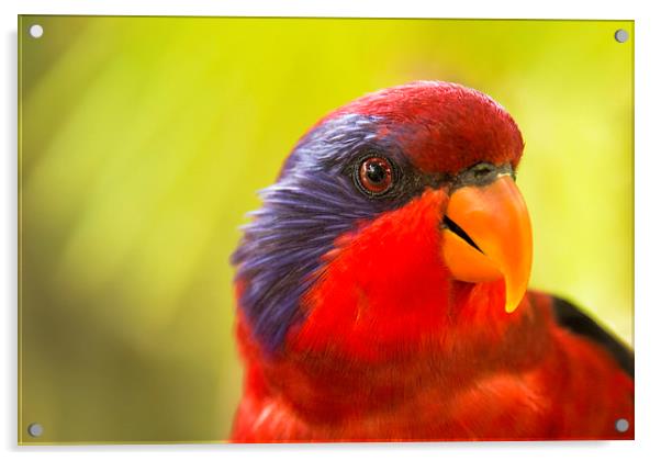 Chattering Lory Acrylic by Susan Sanger