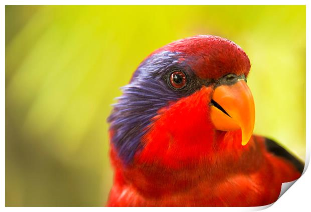 Chattering Lory Print by Susan Sanger