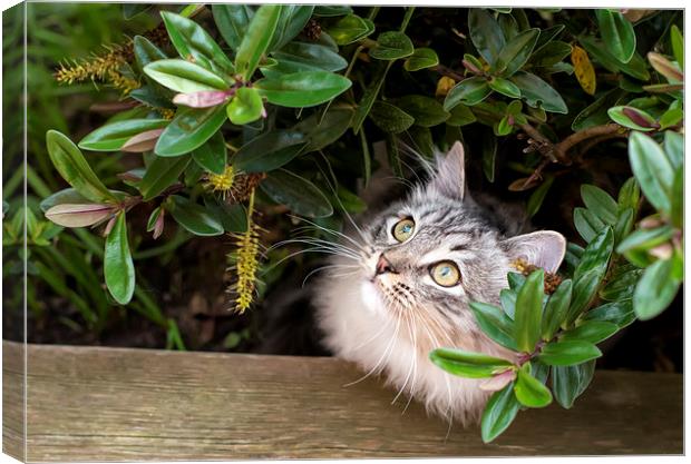 Kitten hiding under shrubs Canvas Print by Susan Sanger