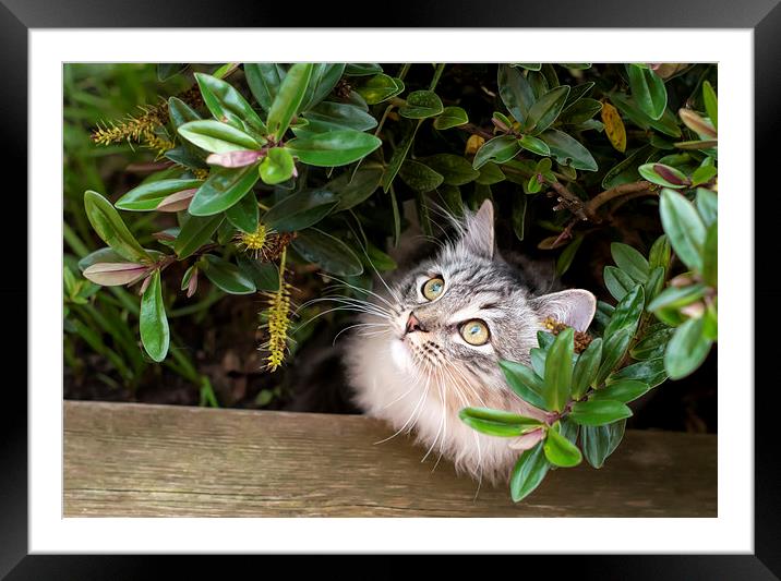 Kitten hiding under shrubs Framed Mounted Print by Susan Sanger