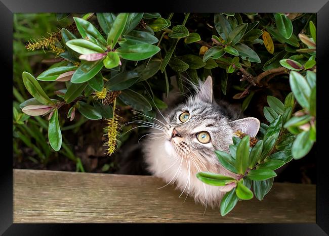 Kitten hiding under shrubs Framed Print by Susan Sanger