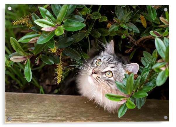 Kitten hiding under shrubs Acrylic by Susan Sanger