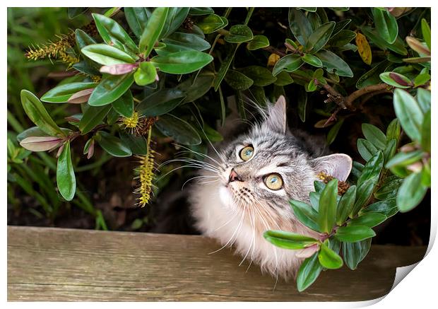 Kitten hiding under shrubs Print by Susan Sanger