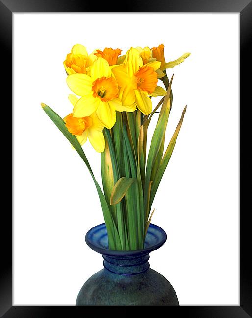 Daffodils Framed Print by Victor Burnside