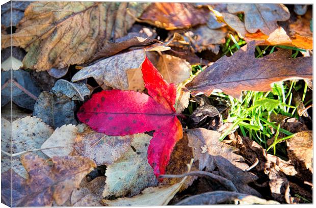 The beautiful colours of autumn Canvas Print by Susan Sanger