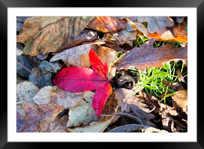 The beautiful colours of autumn Framed Mounted Print by Susan Sanger