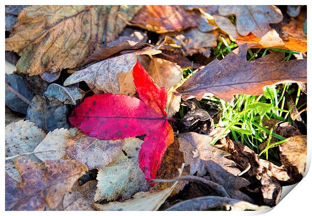 The beautiful colours of autumn Print by Susan Sanger