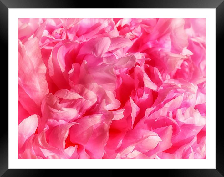 Peony Petals Framed Mounted Print by Mary Lane