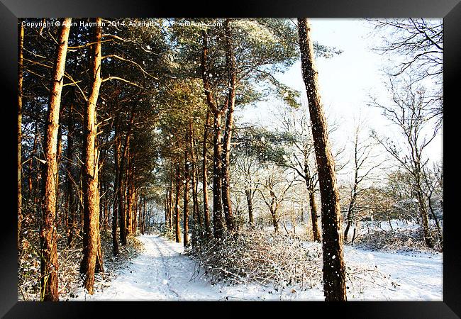 Forest Snow Scene Framed Print by Alan Harman
