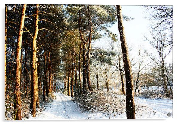 Forest Snow Scene Acrylic by Alan Harman