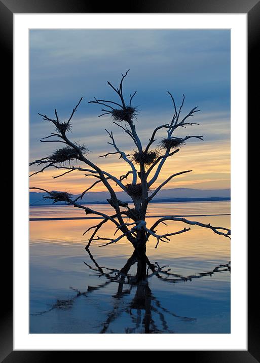 Salton Sea Cormorant Tree Framed Mounted Print by Jean Booth