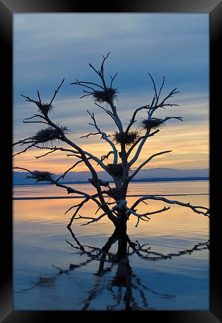 Salton Sea Cormorant Tree Framed Print by Jean Booth