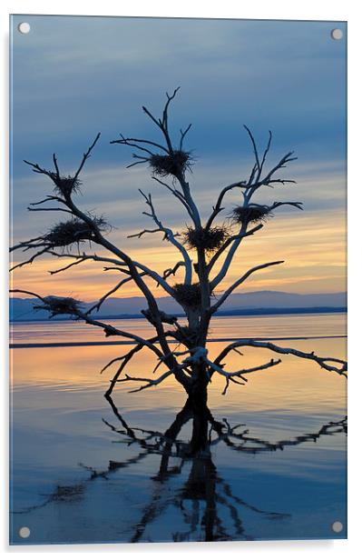 Salton Sea Cormorant Tree Acrylic by Jean Booth