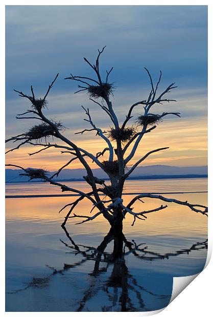 Salton Sea Cormorant Tree Print by Jean Booth