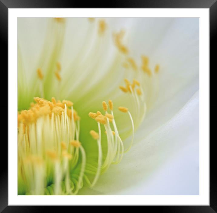 Big White Cactus Flower Framed Mounted Print by Jean Booth