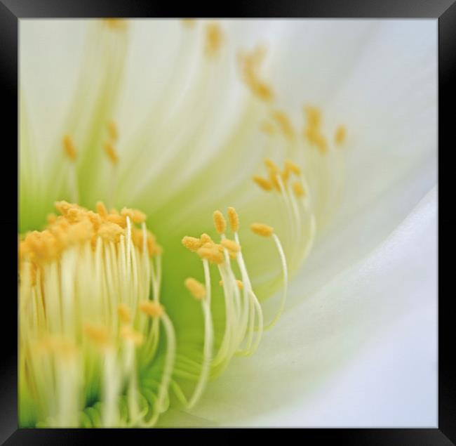 Big White Cactus Flower Framed Print by Jean Booth