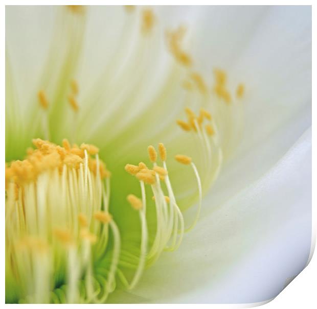 Big White Cactus Flower Print by Jean Booth