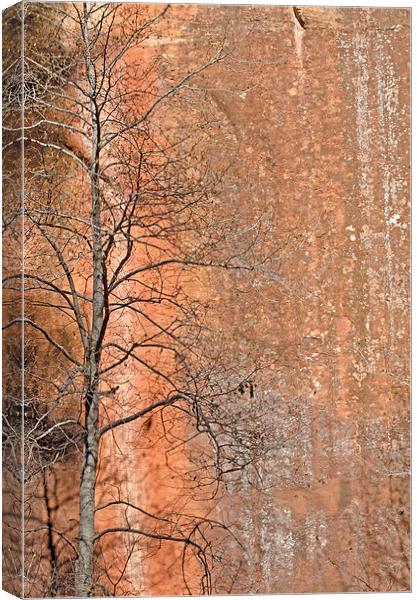Salmon Rock Wall Canvas Print by Jean Booth