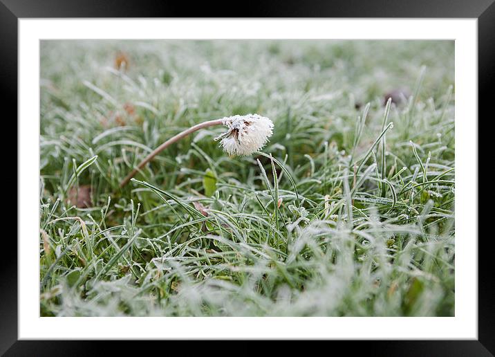Frosty dandelion in lawn Framed Mounted Print by J Lloyd
