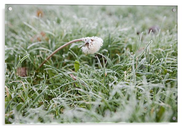 Frosty dandelion in lawn Acrylic by J Lloyd