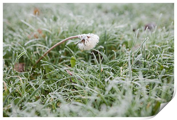 Frosty dandelion in lawn Print by J Lloyd