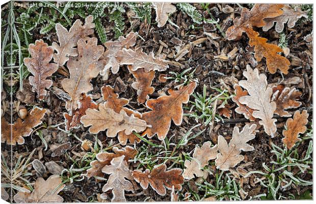 Frosty Oak Leaves Canvas Print by J Lloyd