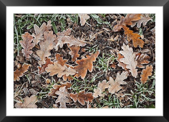 Frosty Oak Leaves Framed Mounted Print by J Lloyd