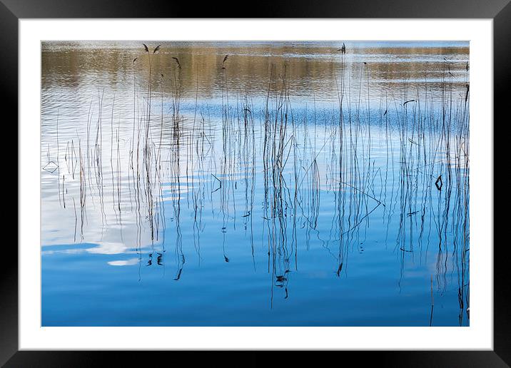 Reed at South Walsham Broad Framed Mounted Print by Stephen Mole