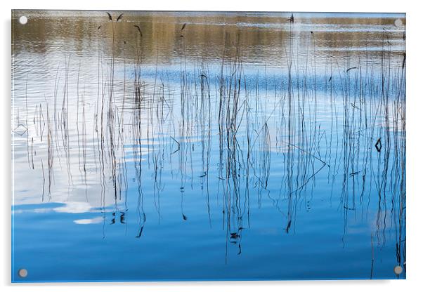 Reed at South Walsham Broad Acrylic by Stephen Mole